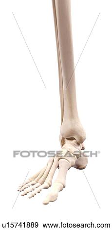 Human foot nerves View Large Photo Image Stock Photo - Human foot nerves. Fotosearch