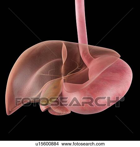 Picture - Human gallbladder. Fotosearch
