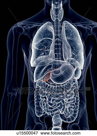 Human gallbladder View Large Photo Image Stock Photo - Human gallbladder. Fotosearch