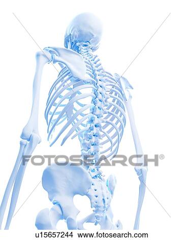 Picture - Human gluteus maximus muscles. Fotosearch