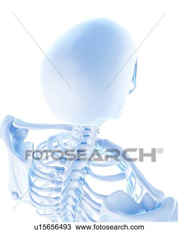 Stock Image - Human gluteus medius muscles. Fotosearch