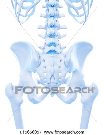 Stock Photo - Human gluteus minimus. Fotosearch