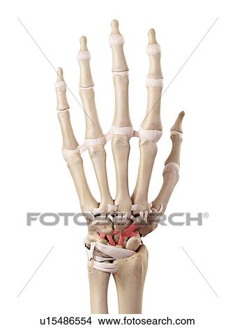 Human hand anatomy View Large Photo Image Picture - Human hand anatomy. Fotosearch