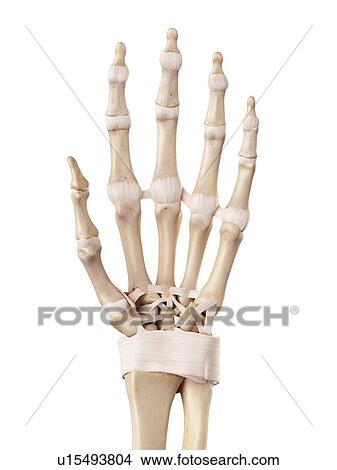 Human hand anatomy View Large Photo Image Picture - Human hand anatomy. Fotosearch