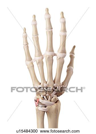 Stock Image - Human hand anatomy. Fotosearch