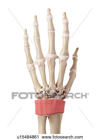 Stock Image - Human hand anatomy. Fotosearch