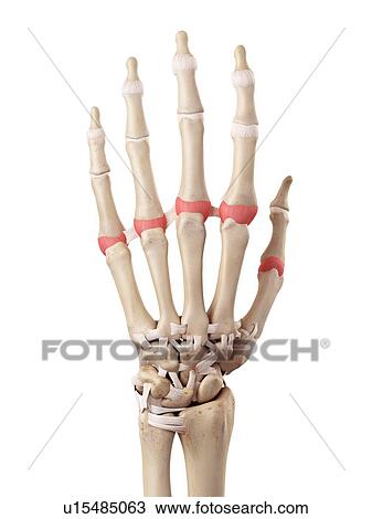 Stock Image - Human hand anatomy. Fotosearch