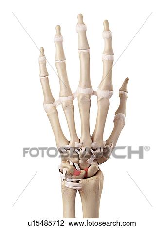 Stock Image - Human hand anatomy. Fotosearch
