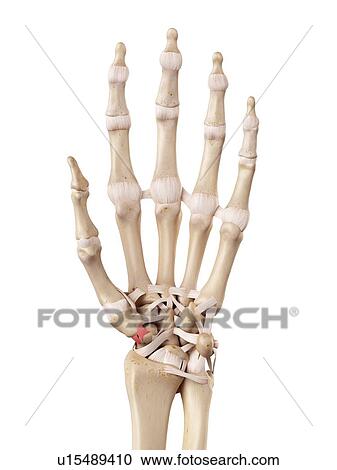 Stock Image - Human hand anatomy. Fotosearch