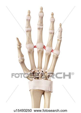 Stock Image - Human hand anatomy. Fotosearch