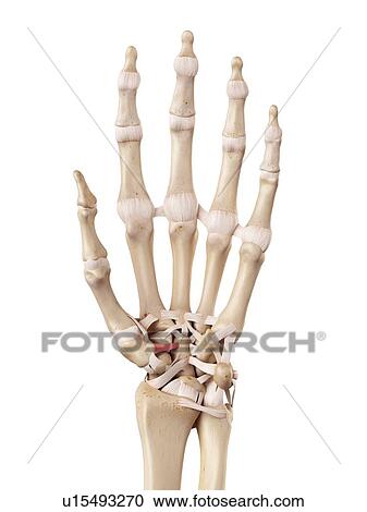 Stock Image - Human hand anatomy. Fotosearch