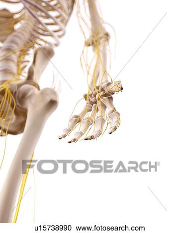 Human hand anatomy View Large Photo Image Stock Image - Human hand anatomy. Fotosearch