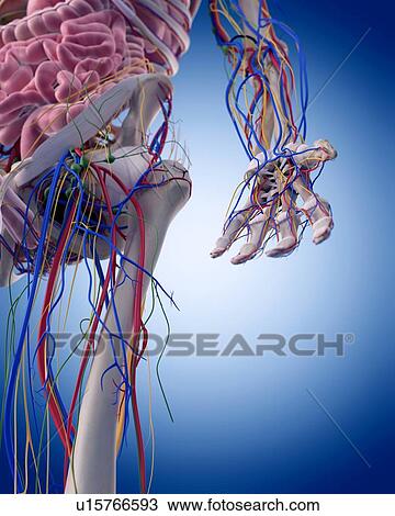 Human hand anatomy View Large Photo Image Stock Image - Human hand anatomy. Fotosearch