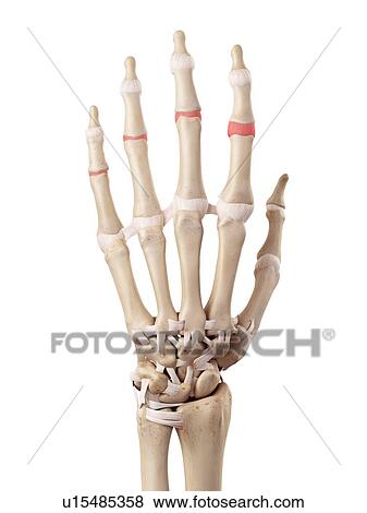 Stock Photo - Human hand anatomy. Fotosearch