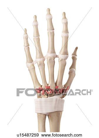 Stock Photo - Human hand anatomy. Fotosearch