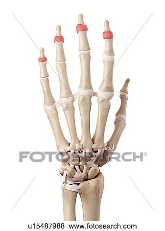 Stock Photo - Human hand anatomy. Fotosearch