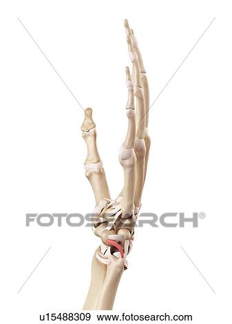 Human hand anatomy View Large Photo Image Stock Photo - Human hand anatomy. Fotosearch