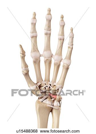 Human hand anatomy View Large Photo Image Stock Photo - Human hand anatomy. Fotosearch