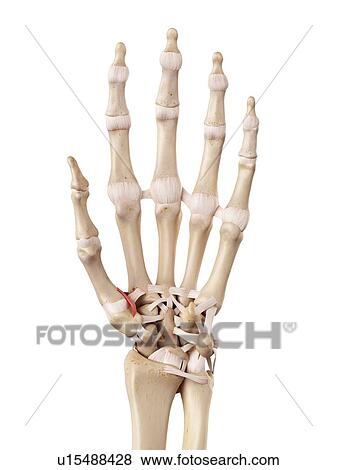 Stock Photo - Human hand anatomy. Fotosearch