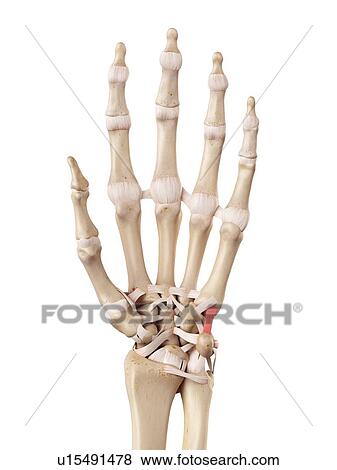 Stock Photo - Human hand anatomy. Fotosearch
