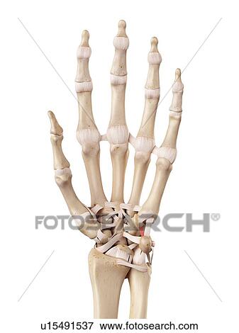 Stock Photo - Human hand anatomy. Fotosearch