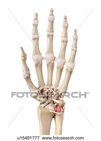 Stock Photo - Human hand anatomy. Fotosearch