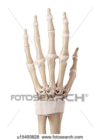 Human hand anatomy View Large Photo Image Stock Photo - Human hand anatomy. Fotosearch