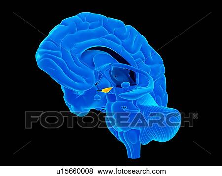 Human hand anatomy View Large Photo Image Stock Photo - Human hand anatomy. Fotosearch