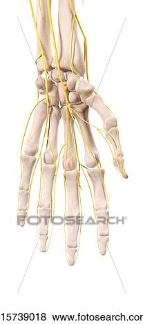 Human hand anatomy View Large Photo Image Stock Photo - Human hand anatomy. Fotosearch