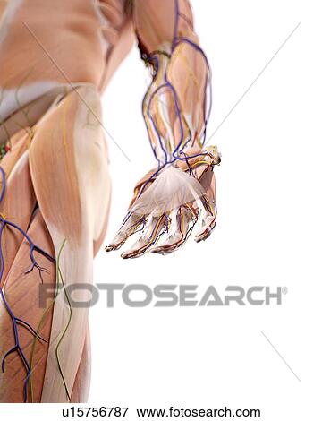 Stock Photo - Human hand anatomy. Fotosearch
