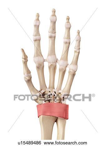 Stock Photograph - Human hand anatomy. Fotosearch
