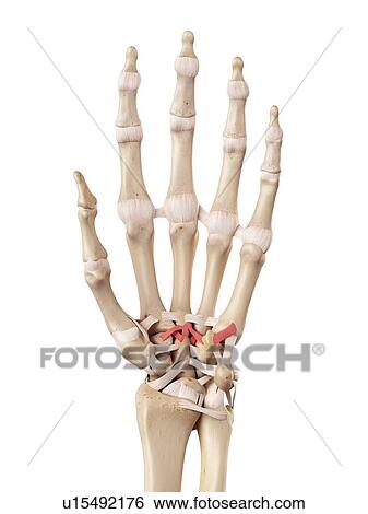 Stock Photograph - Human hand anatomy. Fotosearch