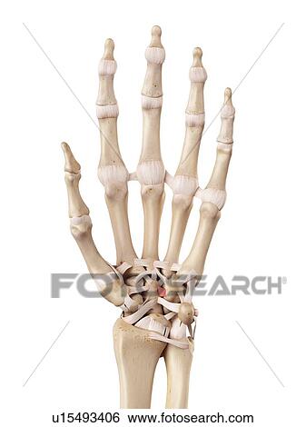 Stock Photograph - Human hand anatomy. Fotosearch