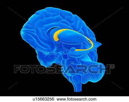 Stock Photograph - Human hand anatomy. Fotosearch
