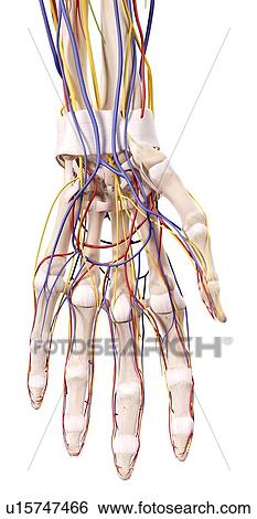 Stock Photograph - Human hand anatomy. Fotosearch