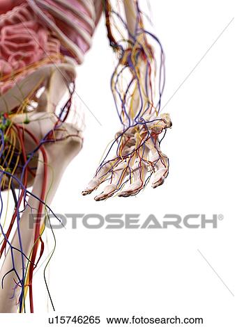 Stock Photography - Human hand anatomy. Fotosearch