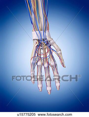 Human hand anatomy View Large Photo Image Stock Photography - Human hand anatomy. Fotosearch
