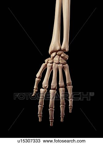 Stock Image - Human hand bones. Fotosearch