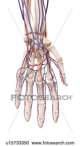 Stock Image - Human hand bones. Fotosearch