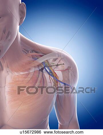 Stock Photograph - Human hand bones. Fotosearch