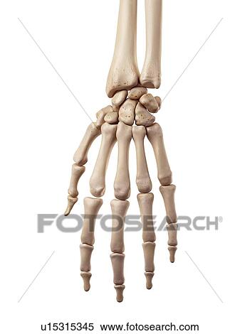 Stock Photography - Human hand bones. Fotosearch