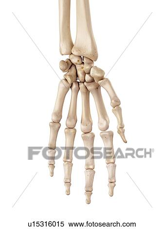 Stock Photography - Human hand bones. Fotosearch