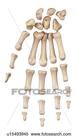 Stock Photography - Human hand bones. Fotosearch