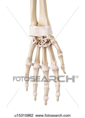 Stock Image - Human hand ligaments. Fotosearch