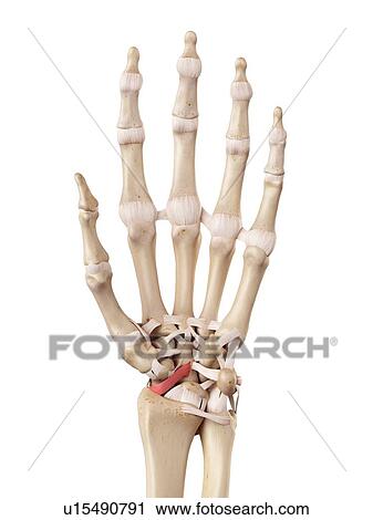 Human hand ligaments View Large Photo Image Stock Image - Human hand ligaments. Fotosearch