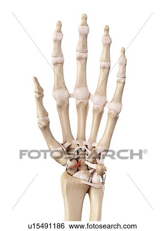 Stock Photograph - Human hand ligaments. Fotosearch