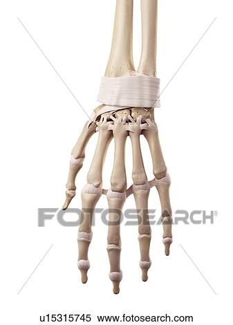 Stock Photography - Human hand ligaments. Fotosearch