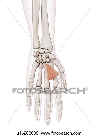 Human hand muscle View Large Photo Image Stock Image - Human hand muscle. Fotosearch