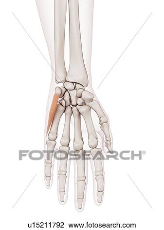 Stock Image - Human hand muscle. Fotosearch