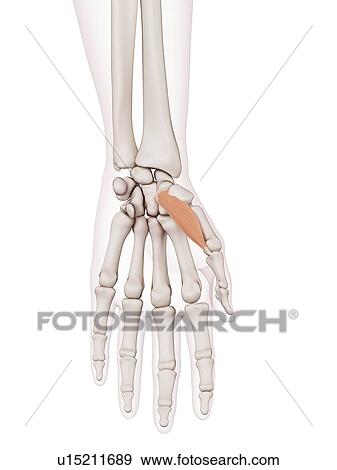 Stock Photo - Human hand muscle. Fotosearch